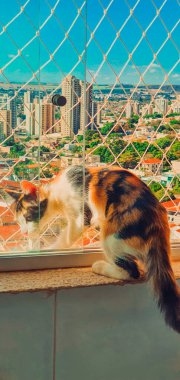 Penceredeki Kedi Üç Rengi