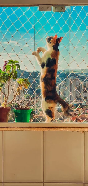 Katt Tricolor Vid Fönstret — Stockfoto