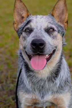 Rustic Heeler Köpek Barınağı. Parkta eğitmen köpek.