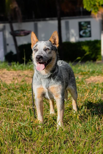 Rustic Heeler Köpek Barınağı Parkta Eğitmen Köpek — Stok fotoğraf