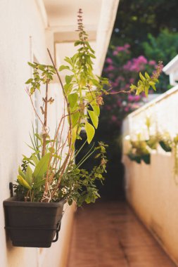 Ev yapımı dikey bahçe vazesi Chives, Nane, Bilberry, Basil.