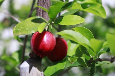 Bahçedeki tipik Brezilya meyvesi Acerika.
