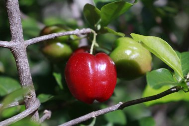 Bahçedeki tipik Brezilya meyvesi Acerika.