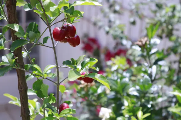 Typische Brasilianische Frucht Acerika Einem Garten — Stockfoto