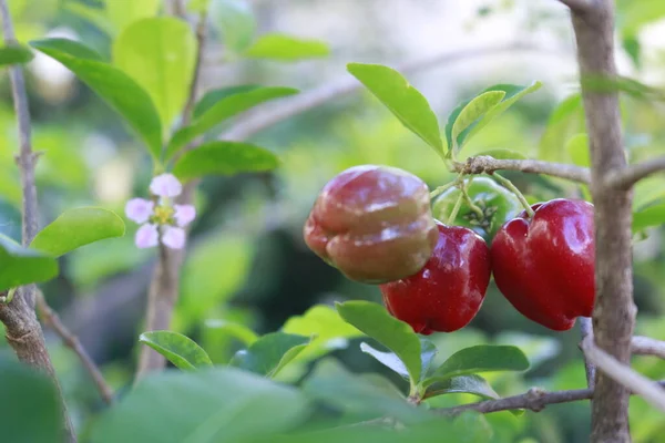 Typische Brasilianische Frucht Acerika Einem Garten — Stockfoto