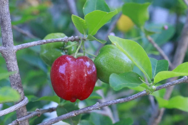 Typical Brazilian Fruit Acerika Garden — Stock Photo, Image