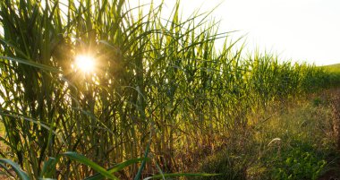 Brezilya 'daki mısır tarlasında günbatımı