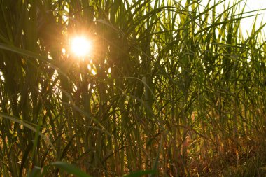 Brezilya 'daki mısır tarlasında günbatımı