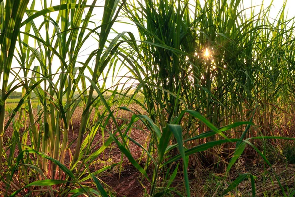 Brezilya 'daki mısır tarlasında günbatımı
