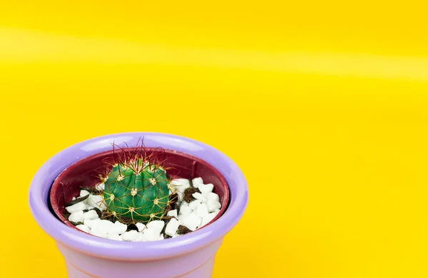 Suculentas Cactus Sobre Fondo Amarillo Diseño Creativo Galería Arte Mínima — Foto de Stock