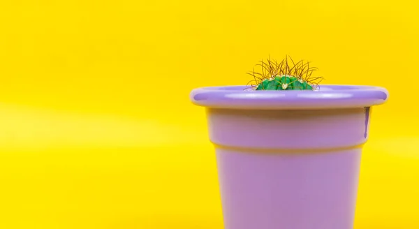 Suculentas Cactus Sobre Fondo Amarillo Diseño Creativo Galería Arte Mínima — Foto de Stock