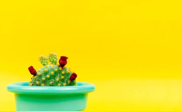 Suculentas Cactus Sobre Fondo Amarillo Diseño Creativo Galería Arte Mínima — Foto de Stock