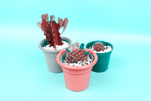 Tres Suculentas Cactus Sobre Fondo Azul Diseño Creativo Galería Arte — Foto de Stock