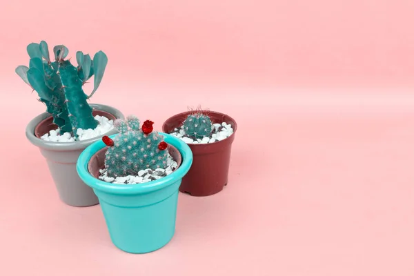 Cactus Sobre Fondo Rosa Diseño Creativo Galería Arte Mínima Colores — Foto de Stock