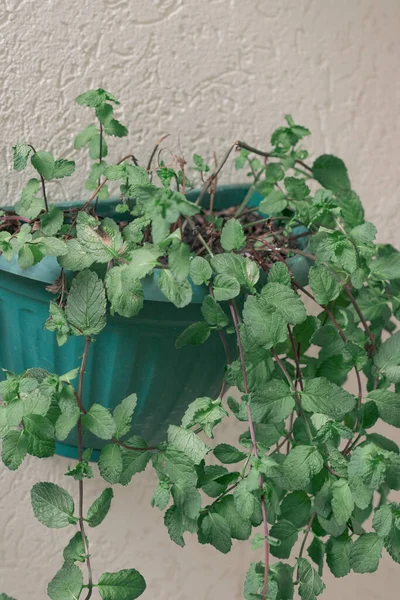 Frische Speerminzvase Modernen Garten Image Eines Gesunden Lebensstils — Stockfoto