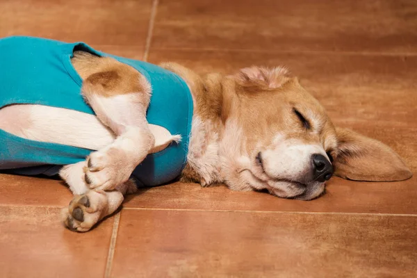 Bahçede Ameliyat Sonrası Giysisi Olan Bir Köpek Genç Sevimli Bir — Stok fotoğraf