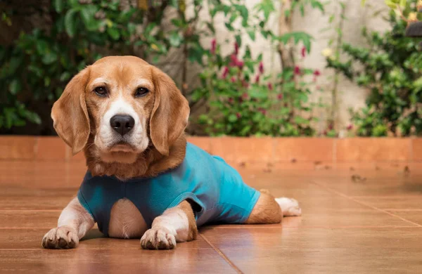 Dog Surgery Cloth Garden Young Preaty Beagle Clouth House — Stock Photo, Image