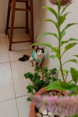 Bitkilerin yanında ameliyat sonrası giysisi olan bir kedi. Üç renkli kedi yavrusu görüntüsü.