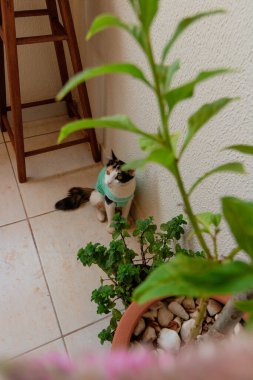 Bitkilerin yanında ameliyat sonrası giysisi olan bir kedi. Üç renkli kedi yavrusu görüntüsü.