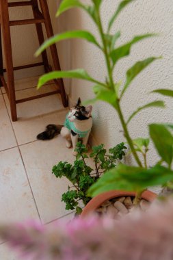 Bitkilerin yanında ameliyat sonrası giysisi olan bir kedi. Üç renkli kedi yavrusu görüntüsü.