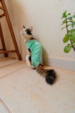 Bitkilerin yanında ameliyat sonrası giysisi olan bir kedi. Üç renkli kedi yavrusu görüntüsü.