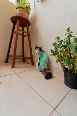 Bitkilerin yanında ameliyat sonrası giysisi olan bir kedi. Üç renkli kedi yavrusu görüntüsü.