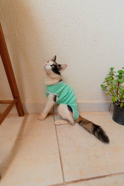 Bitkilerin yanında ameliyat sonrası giysisi olan bir kedi. Üç renkli kedi yavrusu görüntüsü.