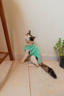 Bitkilerin yanında ameliyat sonrası giysisi olan bir kedi. Üç renkli kedi yavrusu görüntüsü.