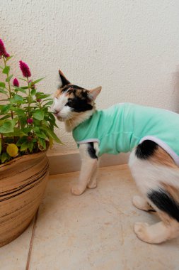 Bitkilerin yanında ameliyat sonrası giysisi olan bir kedi. Üç renkli kedi yavrusu görüntüsü.