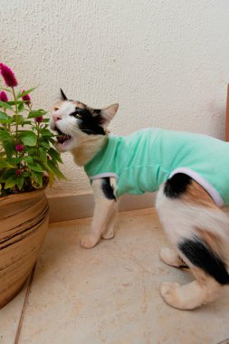 Bitkilerin yanında ameliyat sonrası giysisi olan bir kedi. Üç renkli kedi yavrusu görüntüsü.