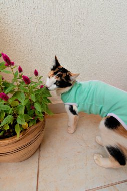 Bitkilerin yanında ameliyat sonrası giysisi olan bir kedi. Üç renkli kedi yavrusu görüntüsü.