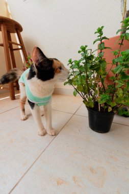 Bitkilerin yanında ameliyat sonrası giysisi olan bir kedi. Üç renkli kedi yavrusu görüntüsü.