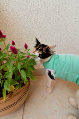 Bitkilerin yanında ameliyat sonrası giysisi olan bir kedi. Üç renkli kedi yavrusu görüntüsü.