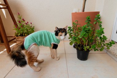 Bitkilerin yanında ameliyat sonrası giysisi olan bir kedi. Üç renkli kedi yavrusu görüntüsü.