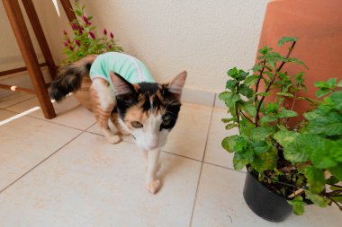 Bitkilerin yanında ameliyat sonrası giysisi olan bir kedi. Üç renkli kedi yavrusu görüntüsü.