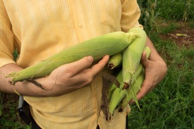 Mısır tarlasında mısır koçanı tutan çiftçi.