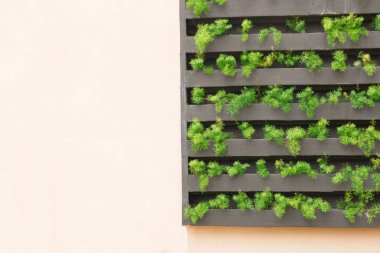 Genç bitkilerin yetiştiği dikey bir bahçe. Sürdürülebilir yaşam. konsept görüntü. Metin için boşluk.