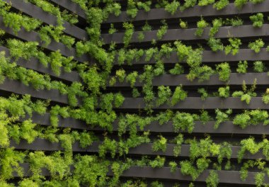 Genç bitkilerin yetiştiği dikey bir bahçe. Sürdürülebilir yaşam. konsept görüntü. Metin için boşluk.