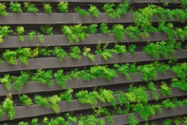Genç bitkilerin yetiştiği dikey bir bahçe. Sürdürülebilir yaşam. konsept görüntü. Metin için boşluk.