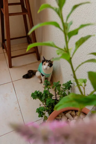 Bitkilerin yanında ameliyat sonrası giysisi olan bir kedi. Üç renkli kedi yavrusu görüntüsü.