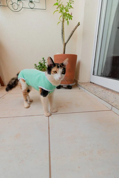 Gato Com Pano Pós Operatório Perto Plantas Gatinho Tricolor Imagens — Fotografia de Stock