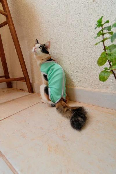 植物の近くに術後の布で猫 トリコロール子猫屋外映像 — ストック写真