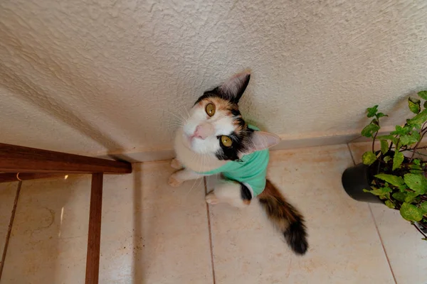 Bitkilerin yanında ameliyat sonrası giysisi olan bir kedi. Üç renkli kedi yavrusu görüntüsü.