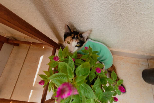 猫与手术后的布靠近植物 三色猫户外录像 — 图库照片