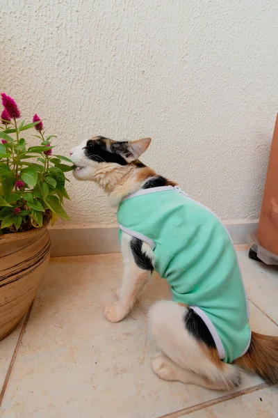 Kucing Dengan Kain Setelah Operasi Dekat Tanaman Tricolor Kitten Outdoor — Stok Foto