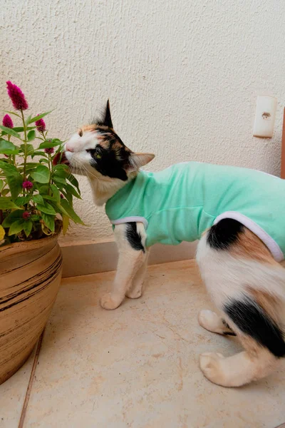 Gato Com Pano Pós Operatório Perto Plantas Gatinho Tricolor Imagens — Fotografia de Stock