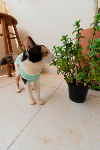 Bitkilerin yanında ameliyat sonrası giysisi olan bir kedi. Üç renkli kedi yavrusu görüntüsü.