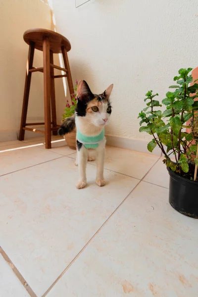 植物の近くに術後の布で猫 トリコロール子猫屋外映像 — ストック写真