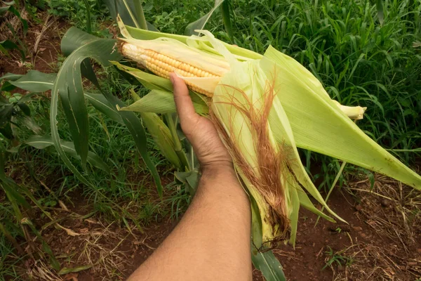 Kukuřice Farmář Drží Kukuřičný Klacek Plantážním Poli — Stock fotografie