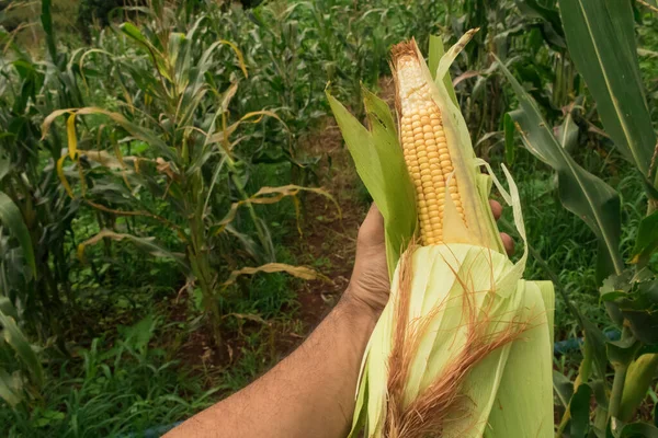 Corn - Farmer holding a corn cob on plantation field